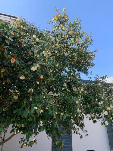 a tree full of white flowers on a building at Alla Casetta B&B Relax in San Felice a Cancello