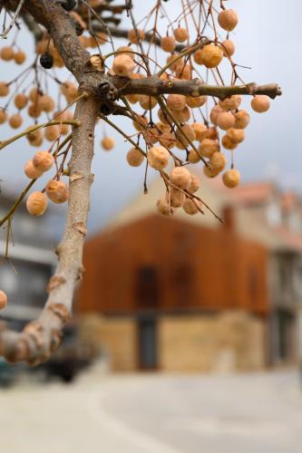 a branch of a tree with fruits on it at Casa do Ferreiro in Macedo de Cavaleiros