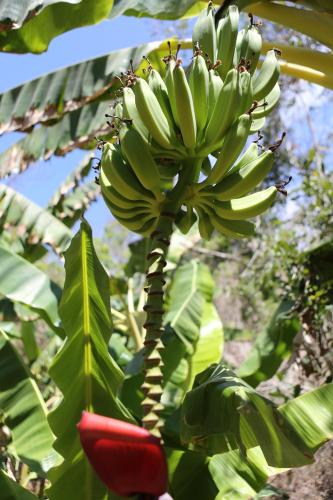 a bunch of bananas hanging from a banana tree at Casa Macondo in Puerto Ángel