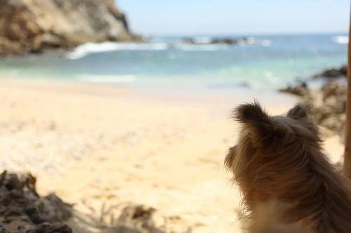 a dog sitting on the beach looking at the ocean at Casa Macondo in Puerto Ángel