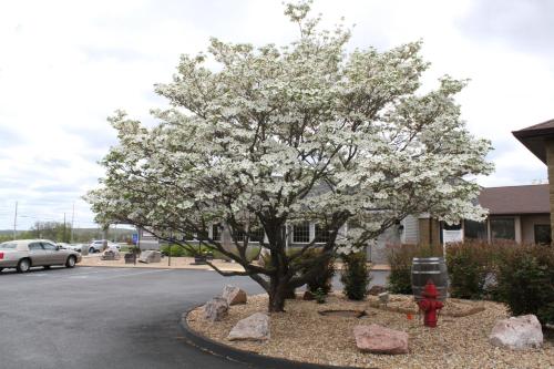 a tree with white flowers on it in a parking lot at Baymont Inn and Suites by Wyndham Farmington, MO in Farmington
