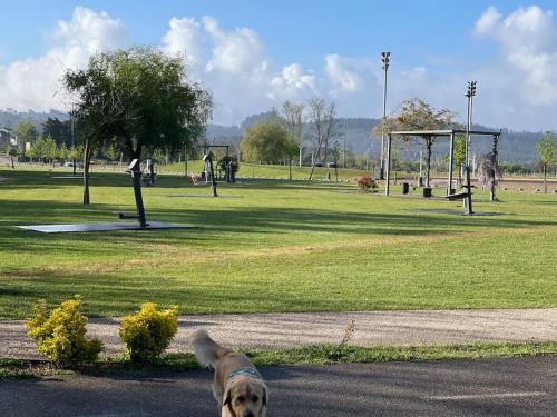 a dog standing on a sidewalk in a park at Cantinhos Da Serra e Sopé, Soure in Soure