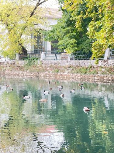 a group of ducks swimming in a body of water at Cantinhos Da Serra e Sopé, Soure in Soure