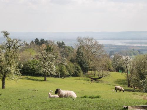 a group of sheep laying in a grassy field at Moors Farm in Cinderford