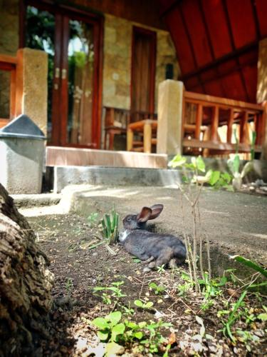 a rabbit sitting on the ground in front of a house at Follow The Rabbit Bungalow in Gili Air