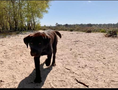 a brown dog walking on a dirt field at Chalet Panorama near Efteling - with garden and swimmingpool Europarcs in Kaatsheuvel