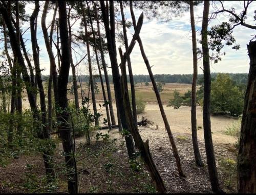 a group of trees in the middle of a field at Chalet Panorama near Efteling - with garden and swimmingpool Europarcs in Kaatsheuvel