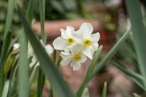a group of white flowers in the grass at Agriturismo Pozzo Fiorito in Castiglione delle Stiviere