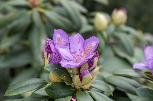 a purple flower on a plant with green leaves at Agriturismo Pozzo Fiorito in Castiglione delle Stiviere