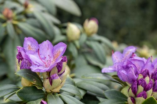 a group of purple flowers with green leaves at Agriturismo Pozzo Fiorito in Castiglione delle Stiviere