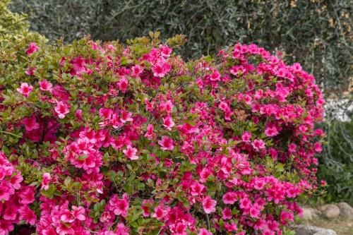 a bush of pink flowers in a garden at Agriturismo Pozzo Fiorito in Castiglione delle Stiviere