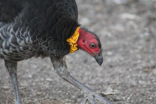 a bird with a red head walking on the ground at Airlie Beach Eco Cabins - Adults Only in Airlie Beach