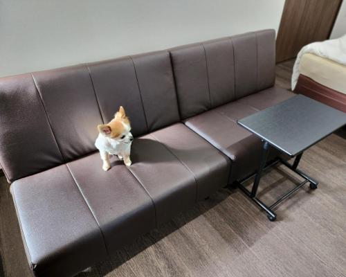 a small dog sitting on top of a couch at Tiz wan 岩屋あわじ in Awaji