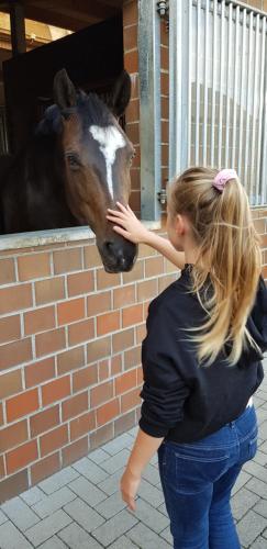 a young woman petting a brown and white horse at FRIESENGLÜCK in Syltnähe! in Braderup