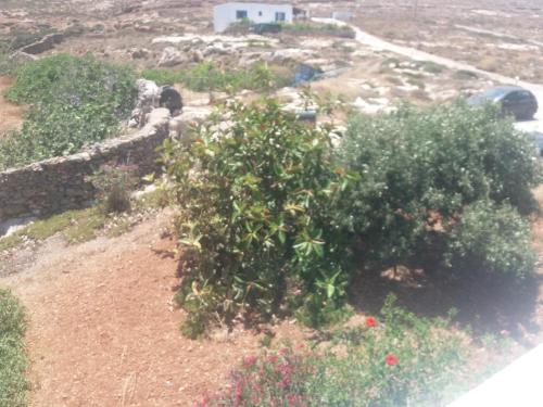 a garden with bushes and flowers on a hill at Galini view in Frý