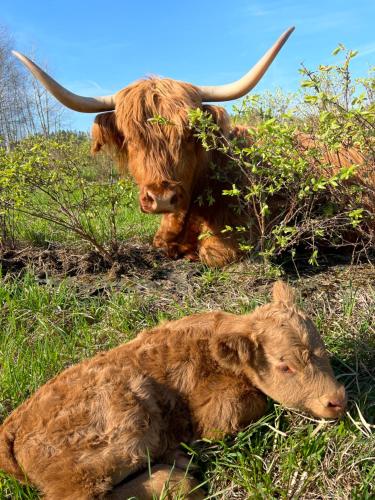 deux vaches avec cornes assises dans l'herbe dans l'établissement KRASNE POLE Gospodarstwo Rolne, à Krasnopol