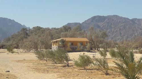 a house in the middle of a desert with trees at Bayt Noon in Wāsiţ