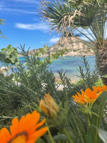 a group of orange flowers with a beach in the background at Casa Mac in La Ciaccia