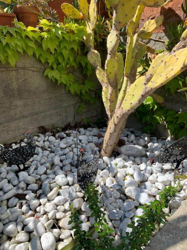 a group of birds sitting on a pebblesemeteryukongukongukongukongukong at Hotel Le Palme " Adults only " in Grado