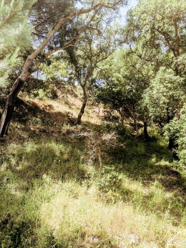 a grassy hill with trees and bushes at Cabanas de Melides in Melides