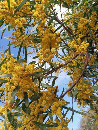 a bunch of yellow flowers on a tree at Casa THE NEST - Il Nido sul Mare in Badesi