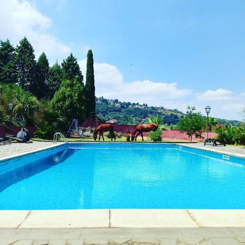 two horses are standing by a swimming pool at Villa Alessio - Etna Historic Winery Villa - Ancient Palmento with pool in Puntalazzo