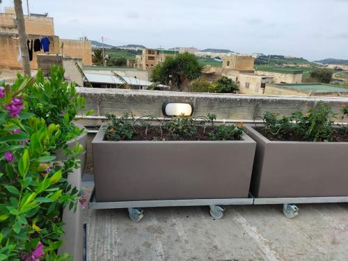 two large planters with plants on a balcony at Gozo Rustic Farmhouse with stunning views and swimming pool in Sannat