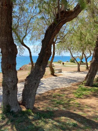 een groep bomen in een park bij het water bij Athens-Riviera luxury apartment sea view Voula in Athene