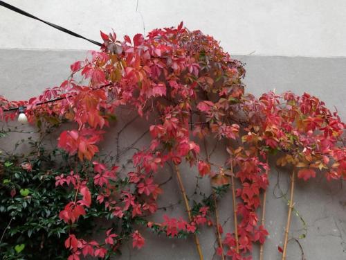 a plant with red leaves attached to a wall at Duplex dans village avec jardin in Claix