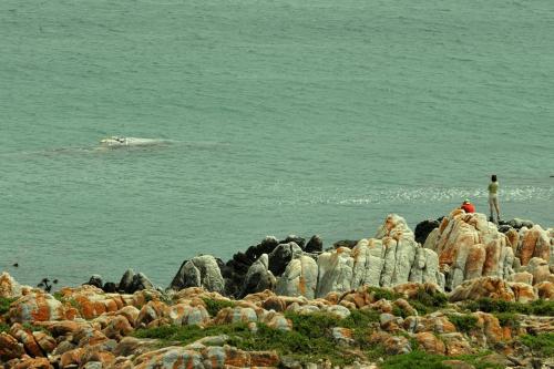 a person standing on a pile of rocks near the water at Whalesong Lodge in Gansbaai