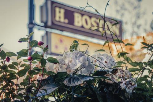 チェゼナーティコにあるHotel Bostonの看板前の白花