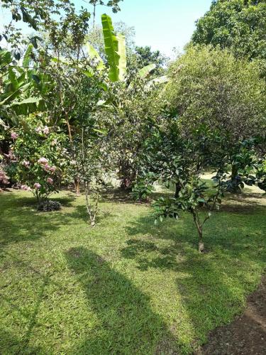 a group of trees in a yard with grass at Sítio dos Guedes in Guapimirim