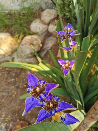 a group of purple flowers in a garden at Proud Phu Fah Muang Chiang Mai in Chiang Mai