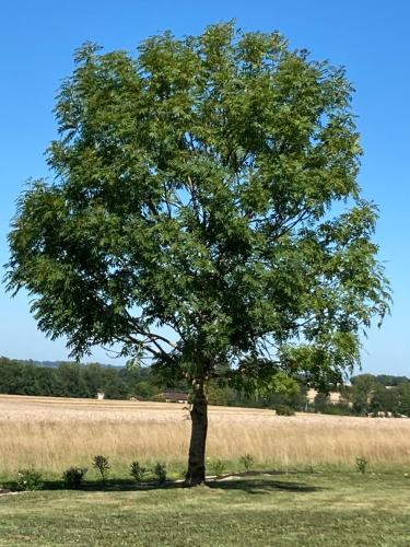 a tree in the middle of a field at Le Murmure des Fées in Issigeac