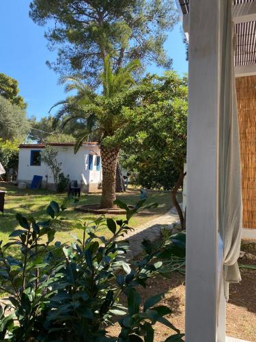 a house with a palm tree in the yard at Appartamenti La Villa Peschici in Peschici