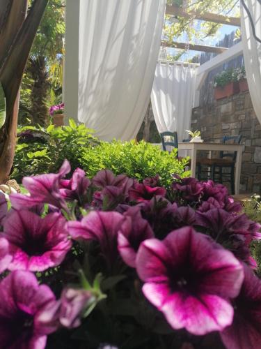 a bunch of purple flowers in a garden at B&B PLANO DE LACZARULO in Acciaroli