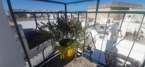 a balcony with a potted plant on a building at Dimora Lavinia Casa vacanze Centro storico Ostuni in Ostuni