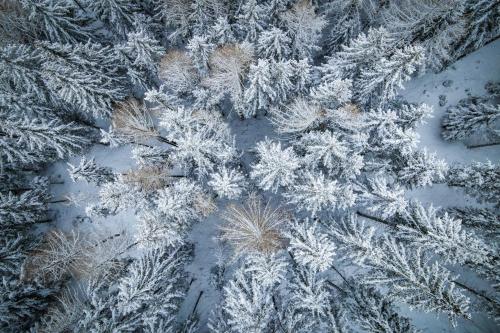 an aerial view of a forest covered in snow at Pension Sandhof in Knittelfeld