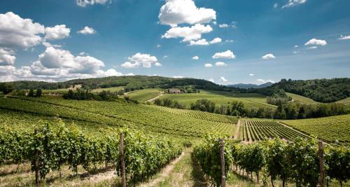 a view of a vineyard in the hills at Mini suite del borgo antico, design charm centro in Novi Ligure