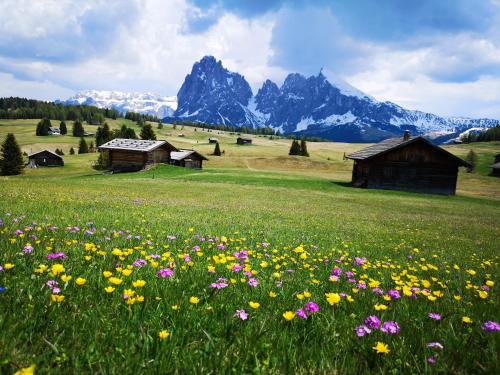a field of flowers in a field with mountains at Binterhof in Castelrotto