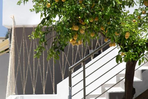 an orange tree on the side of a staircase at Chania Design Suites in Chania Town