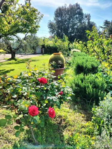 a garden with red roses and a cactus at Gervasella in Pontedera