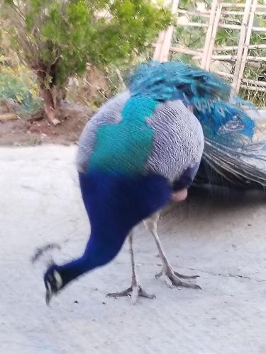 a blue and green peacock walking on the ground at يسوال 