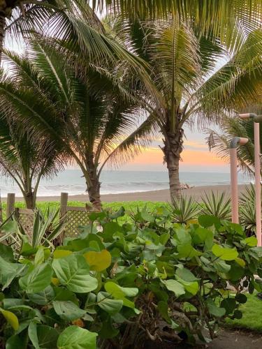 a field of plants with palm trees and a beach at Casa, Cabo Tortugas, Monterrico in Monterrico