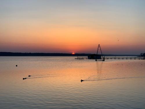 a group of ducks swimming in the water at sunset at Przy Złotych Piaskach 1 in Sława