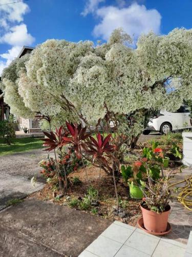 a tree with white flowers in a yard at Villa Saint-Paul in Pointe-Noire