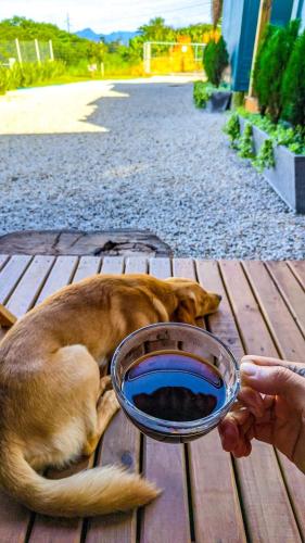 a dog laying on a deck with a bowl of food at Casa Container Canarinho! in Siderópolis