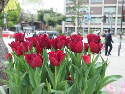a bunch of red tulips in a bouquet at Guesthouse La Cava women's single room / Vacation STAY 21865 in Yokohama