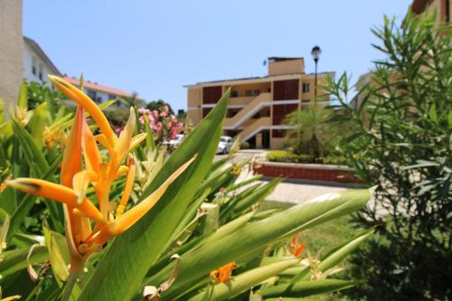 a plant with an orange flower and green leaves at Depa Calpan in Santa Cruz Huatulco