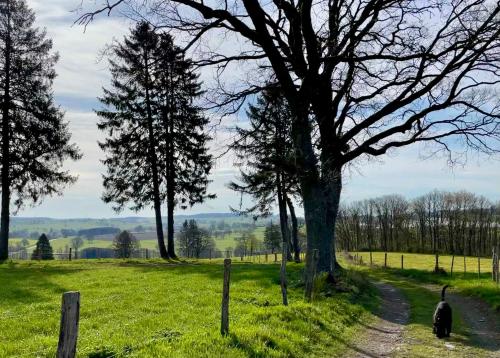a cat walking down a dirt road next to a tree at Le Baron Apartments in Stavelot
